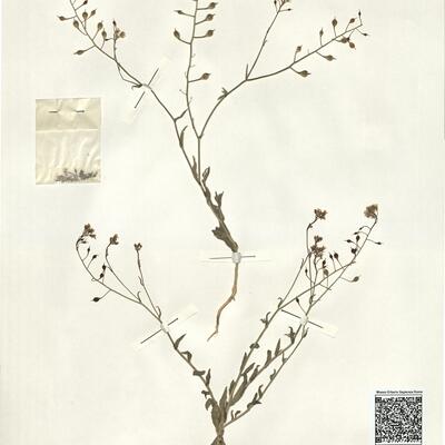 Camelina microcarpa DC.  -  RO-HSepv 14068 photo