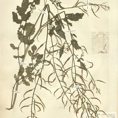 Sinapis alba L. -  RO-HSepv 12206 photo
