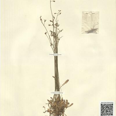 Brassica barrelieri (L.) Janka subsp. oxyrrhina (Coss.) Maire -  RO-HSepv 13105 photo
