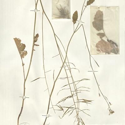 Brassica fruticulosa Cyr. subsp. fruticulosa -  RO-HSepv 16040 photo