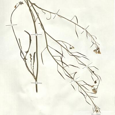 Brassica fruticulosa Cyr. subsp. glaberrima (Pomel) Batt.  -  RO-HSepv 17926 photo