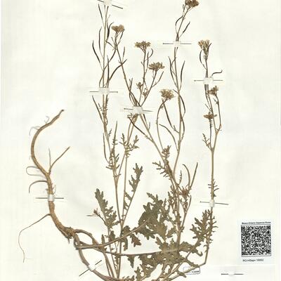 Erucastrum gallicum (Willd.) O.E. Schulz -  RO-HSepv 16952 photo