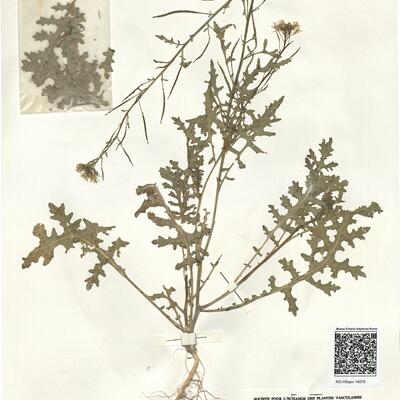 Erucastrum gallicum (Willd.) O.E. Schulz -  RO-HSepv 14076 photo