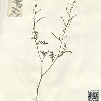 Erucastrum gallicum (Willd.) O.E. Schulz -  RO-HSepv 13126 photo