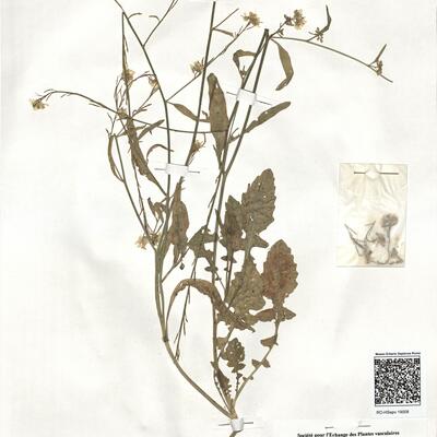 Hirschfeldia incana (L.) Lagr.-Foss. -  RO-HSepv 19008 photo