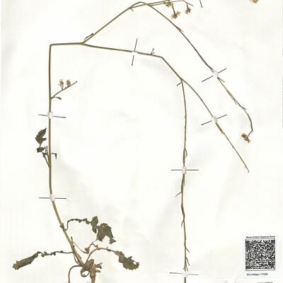 Hirschfeldia incana (L.) Lagr.-Foss. -  RO-HSepv 17936 photo