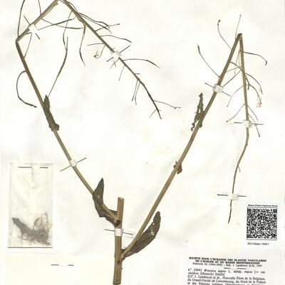 Brassica napus L. subsp. napus  -  RO-HSepv 16941 photo