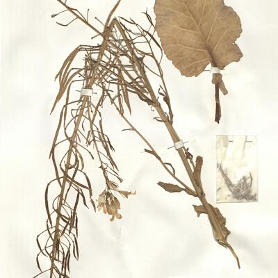 Brassica oleracea L. subsp. oleracea -  RO-HSepv 16041 photo