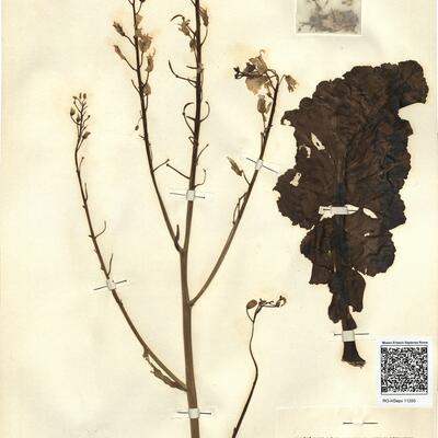 Brassica oleracea L.  -  RO-HSepv 11250 photo