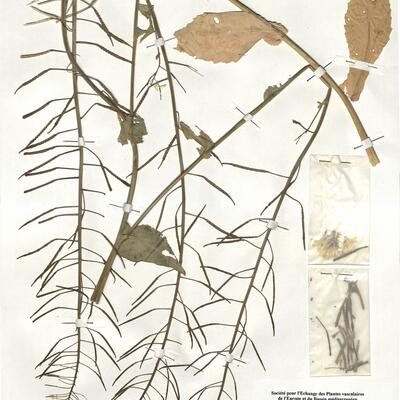 Brassica rapa L. subsp. campestris (L.) Clapham [incl. subsp. oleifera (DC.) Metzger] -  RO-HSepv 18996 photo