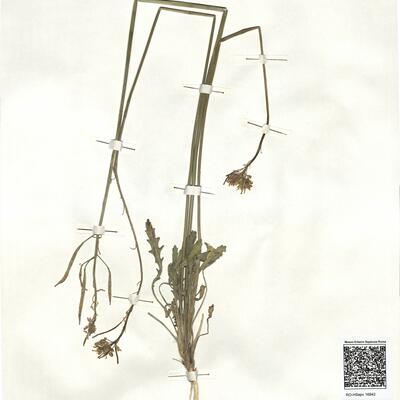 Brassica repanda (Willd.) DC. subsp. blancoana (Boiss.) Heywood -  RO-HSepv 16942 photo