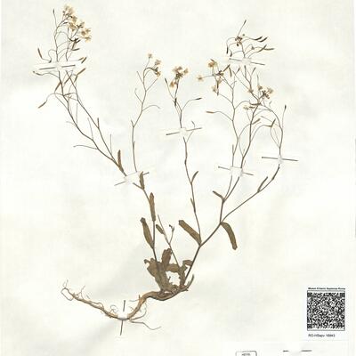 Brassica souliei (Batt.) Batt. subsp. amplexicaulis (Desf.) Greuter & Burdet -  RO-HSepv 16943 photo