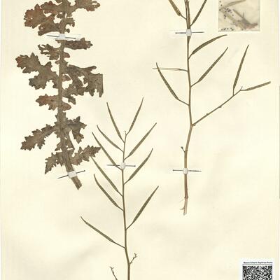Brassica tournefortii Gouan -  RO-HSepv 13106 photo