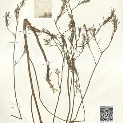 Erucastrum virgatum (J. & C. Presl) C. Presl subsp. brachycarpum (Rouy) Gómez-Campo -  RO-HSepv 15069 photo