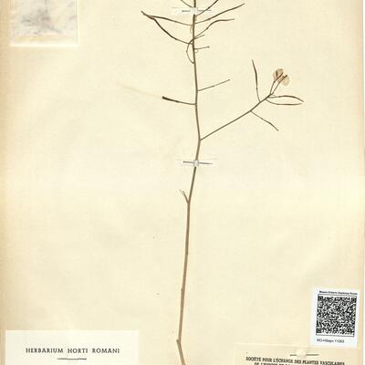 Hutera wrightii (O.E. Schulz) Gómez-Campo -  RO-HSepv 11263 photo