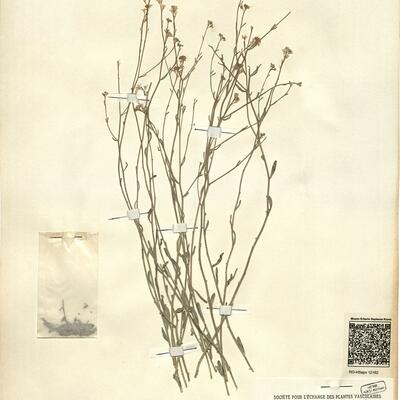 Aethionema lepidioides Huber-Morath -  RO-HSepv 12162 photo