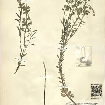 Aethionema saxatile (L.) R. Brown -  RO-HSepv 12163 photo