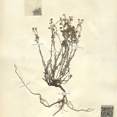 Aethionema saxatile (L.) R. Brown -  RO-HSepv 13086 photo