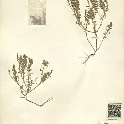 Campyloptera carnea (Banks & Sol.) Botsch. -  RO-HSepv 11252 photo