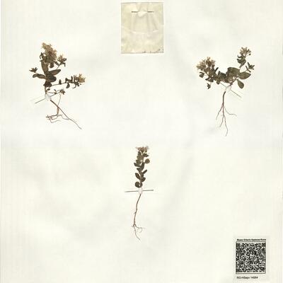 Campyloptera froedinii Rech f. -  RO-HSepv 14054 photo