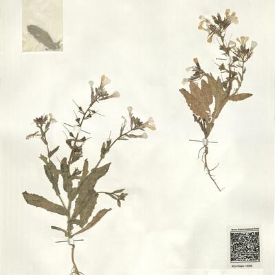 Psychine stylosa Desf. var. stylosa f. auriculata (Font Quer) Maire -  RO-HSepv 15089 photo