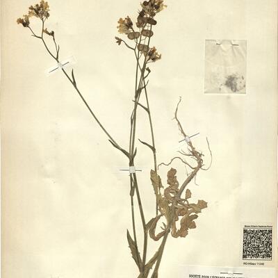 Biscutella auriculata L.  -  RO-HSepv 11246 photo