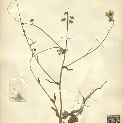 Biscutella auriculata L.  -  RO-HSepv 13101 photo