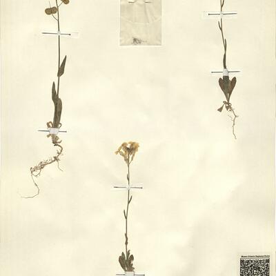 Biscutella auriculata L.  -  RO-HSepv 13102 photo