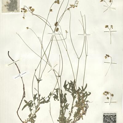 Biscutella brevicaulis Jord. -  RO-HSepv 14062 photo