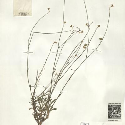 Biscutella calduchii (O. Bolós & Masclans) G. Mateo & Crespo ^ -  RO-HSepv 16036 photo