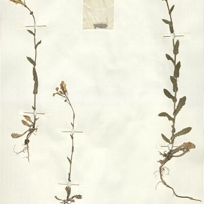 Biscutella cichoriifolia Loisel. -  RO-HSepv 15048 photo