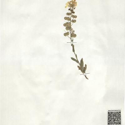 Biscutella cichoriifolia Loisel. -  RO-HSepv 18993 photo