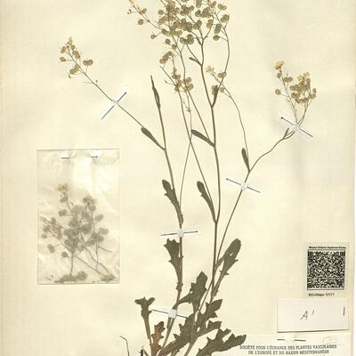 Biscutella controversa Boreau -  RO-HSepv 12171 photo