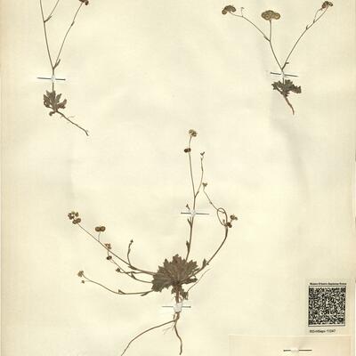 Biscutella didyma L. -  RO-HSepv 11247 photo