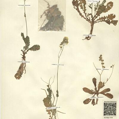 Biscutella didyma L. subsp. lyrata (L.) Nyman var. algeriensis (Jord.) Jahand. & Maire -  RO-HSepv 13103 photo