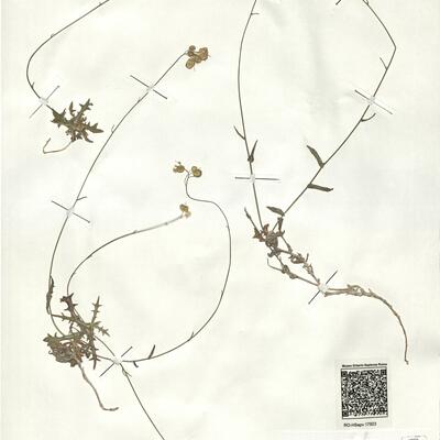 Biscutella fontqueri Guinea & Heywood ^ -  RO-HSepv 17923 photo