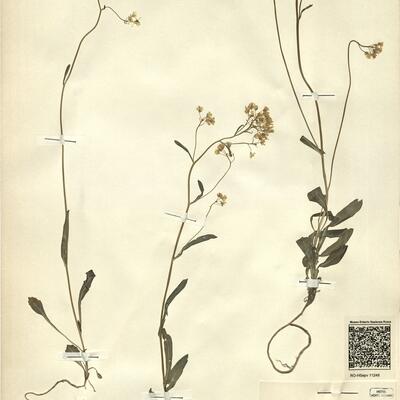 Biscutella laevigata L. -  RO-HSepv 11248 photo