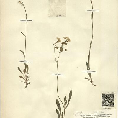 Biscutella laevigata L. subsp. laevigata -  RO-HSepv 12172 photo