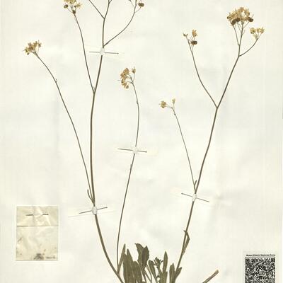 Biscutella laevigata L. subsp. laevigata -  RO-HSepv 15049 photo