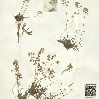 Biscutella laevigata L. subsp. laevigata -  RO-HSepv 16037 photo