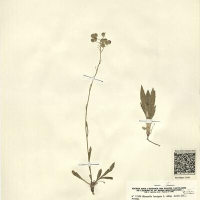 Biscutella laevigata L. subsp. lucida (DC.) Arcang. -  RO-HSepv 13104 photo