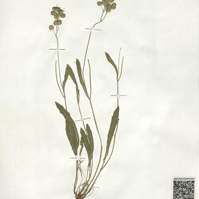 Biscutella laevigata L. subsp. ossolana Raffaelli & Baldoin -  RO-HSepv 18994 photo