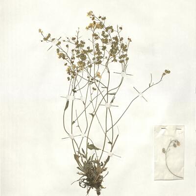 Biscutella laevigata L. subsp. tenuifolia (Bluff & Fingerh.) Mach.-Laur. -  RO-HSepv 16939 photo