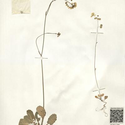 Biscutella lyrata L. -  RO-HSepv 14063 photo