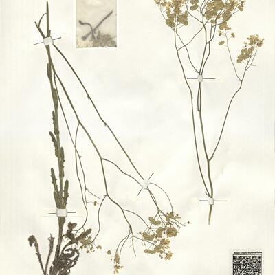 Biscutella mediterranea Jord. -  RO-HSepv 14064 photo