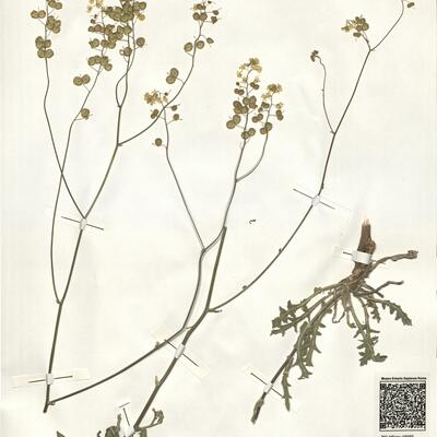 Biscutella mediterranea Jord. -  RO-HSepv 15050 photo