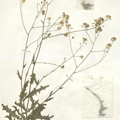 Biscutella mediterranea Jord. -  RO-HSepv 16038 photo