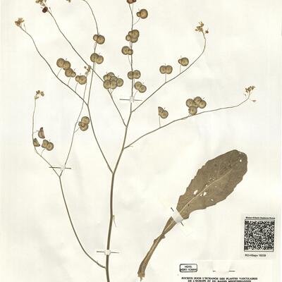 Biscutella raphanifolia Poir. var. raphanifolia -  RO-HSepv 16039 photo