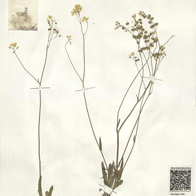Biscutella scaposa Senn. ex Mach.-Laur. -  RO-HSepv 15051 photo