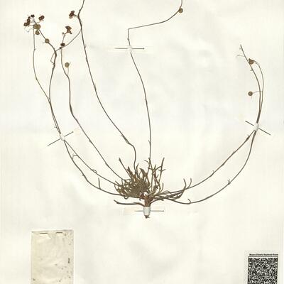 Biscutella valentina (L.) Heywood -  RO-HSepv 15052 photo